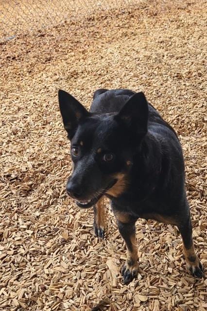 Photo of Clementine, adoptable Queensland Heeler in Albuquerque, New Mexico