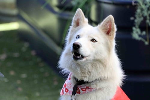Photo of Renee, adoptable Siberian Husky in Walnut Creek, California
