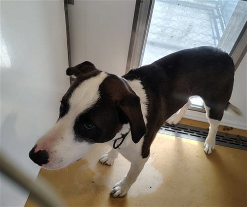 Photo of Bram, adoptable Pit Bull Terrier in Casper, Wyoming