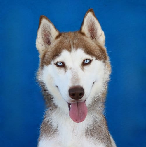 Photo of Cookie, adoptable Siberian Husky in Pasadena, California