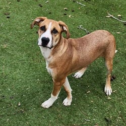 Photo of Harold JuM, adoptable Labrador Retriever Shepherd (Unknown Type) in Hartford, Connecticut