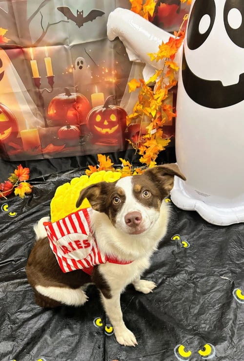Photo of Olivia, adoptable Collie in Bryant, Arkansas