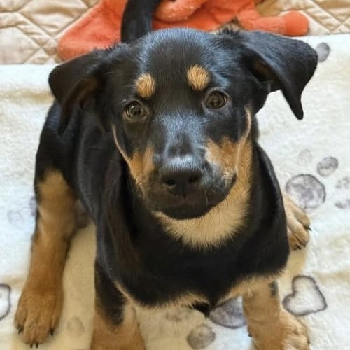 Photo of Eureka Pup - Jo Lupo, adoptable Wirehaired Fox Terrier in San Diego, California