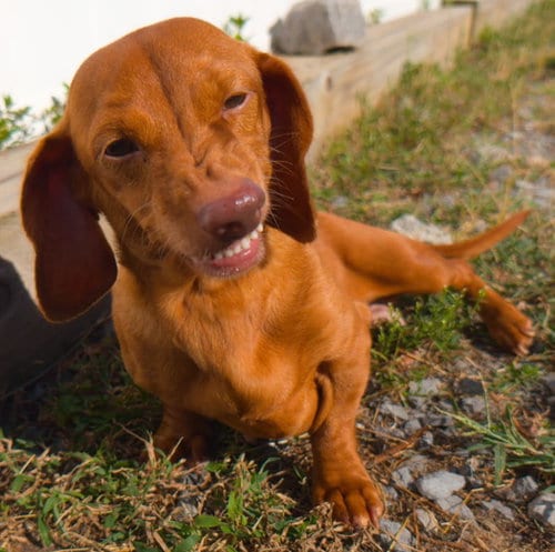 Photo of Rosie, adoptable Dachshund in Shelbyville, Tennessee