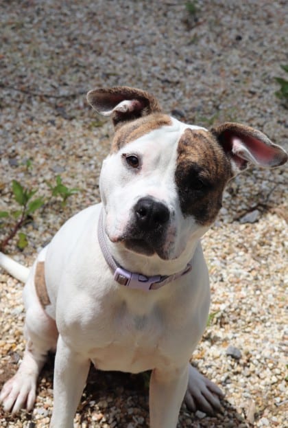 Photo of Frannie (in Foster), adoptable Terrier in New Orleans, Louisiana