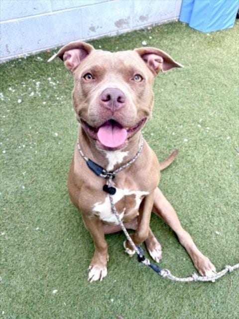 Photo of Chloe, adoptable Pit Bull Terrier in Los Angeles, California