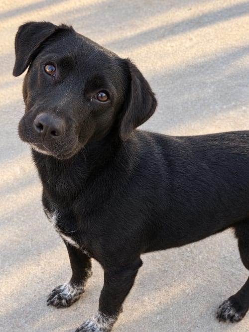Photo of Bindi, adoptable Australian Cattle Dog/Blue Heeler in MIDWAY, Utah