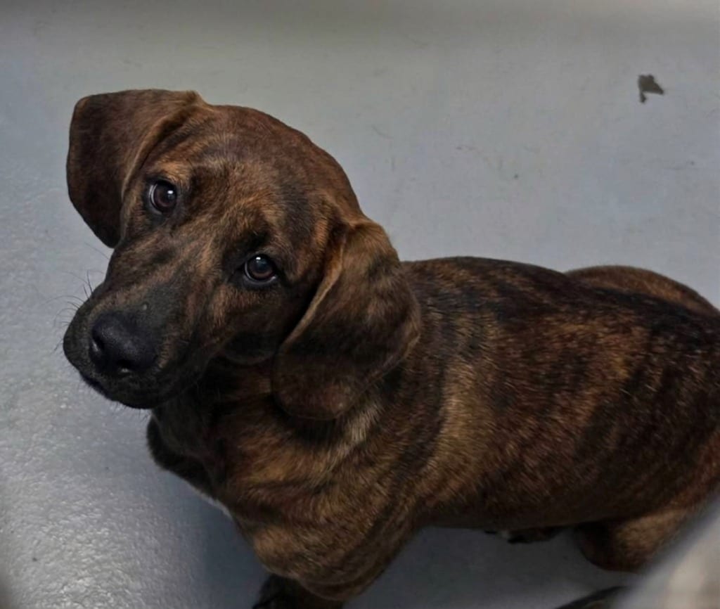 Photo of Kelly, adoptable Affenpinscher in Hartsville, South Carolina
