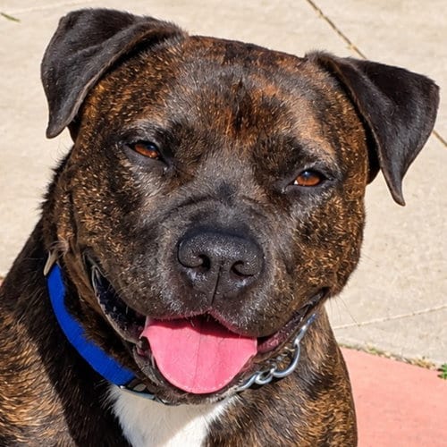 Photo of Prancer - Foster or Adopt Me, adoptable American Staffordshire Terrier in Lake Forest, California