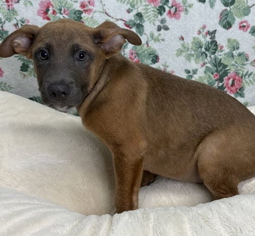 Photo of Fletcher, adoptable Shepherd in Wetumpka, Alabama
