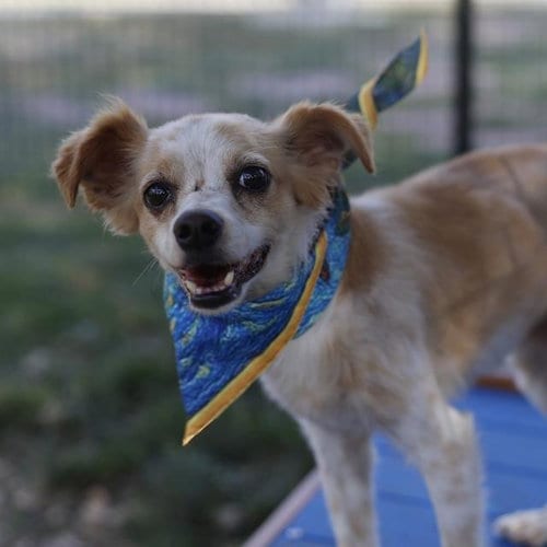 Photo of Zeke, adoptable Terrier in San Antonio, Texas