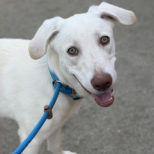 Photo of Trevor, adoptable Labrador Retriever in San Diego, California