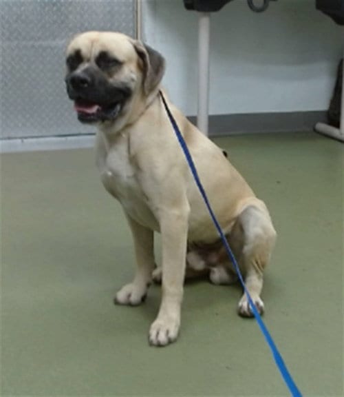Photo of Bowser, adoptable Mastiff in San Bernardino, California