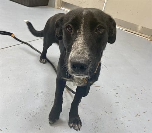 Photo of Wren, adoptable Labrador Retriever in Albuquerque, New Mexico