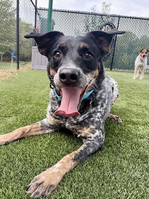 Photo of Sissy, adoptable Australian Cattle Dog/Blue Heeler in Statesville, North Carolina