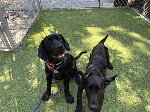 Photo of Panna, adoptable Great Dane in San Jose, California