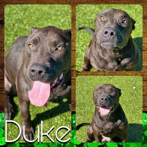Photo of Duke, adoptable Pit Bull Terrier in Pearland, Texas