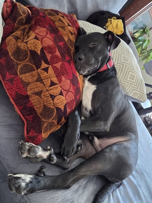 Photo of Blitzo, adoptable Pit Bull Terrier in Chandler, Arizona