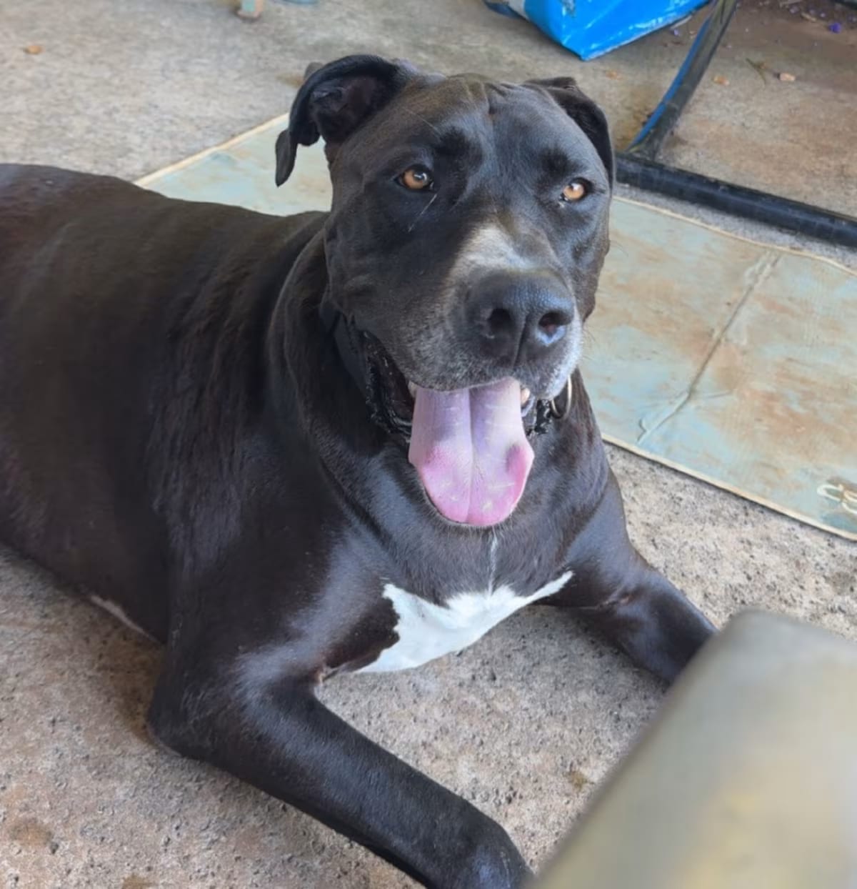 Photo of Odin, adoptable Great Dane/American Pit Bull Terrier in Wahiawa, Hawaii