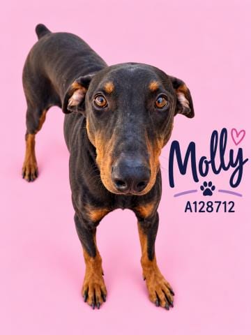 Photo of Molly, adoptable Doberman Pinscher in HESPERIA, California