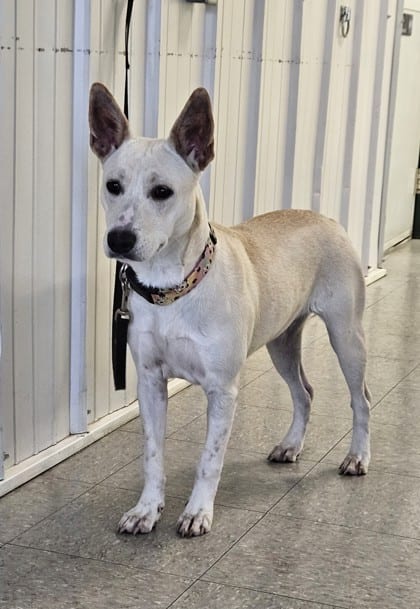 Photo of Sasha, adoptable dog in Freeport, Illinois