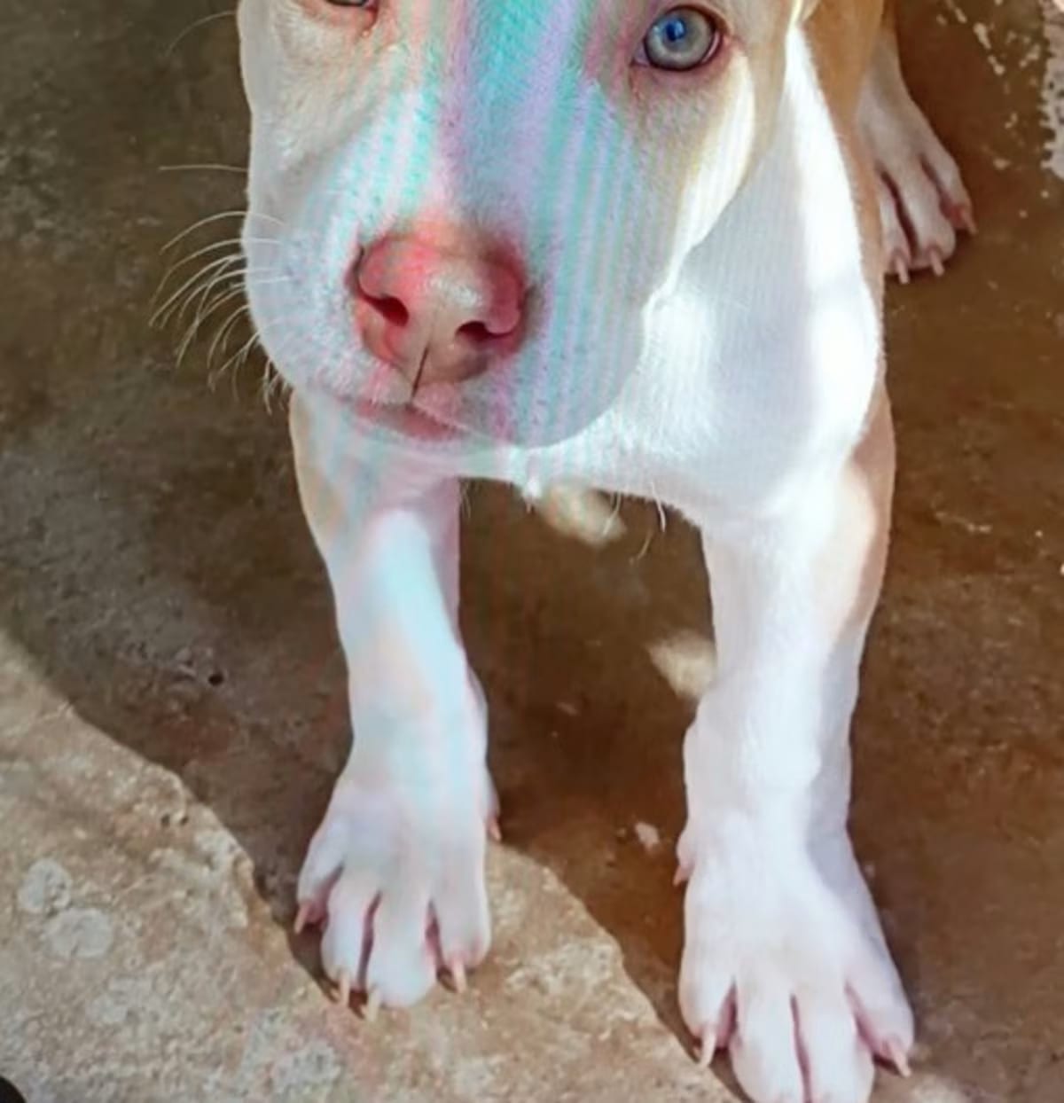 Photo of Dixie, adoptable Mixed Breed (Medium) in Beebe, Arkansas