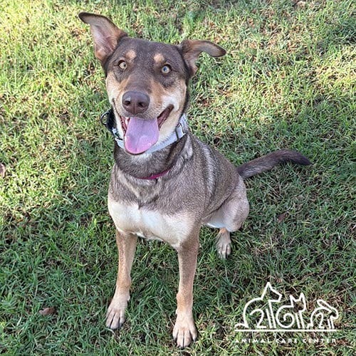 Photo of Opal, adoptable Doberman Pinscher in Irvine, California