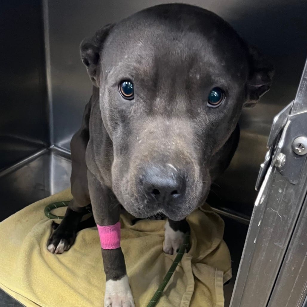 Photo of Hendrixx, adoptable Mixed Breed (Medium)