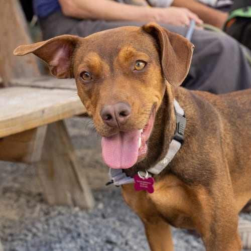 Photo of Leela, adoptable Hound in Seattle, Washington
