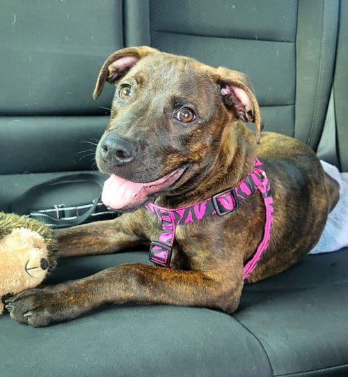 Photo of Cake Pop, adoptable American Pit Bull Terrier in Germantown, Ohio