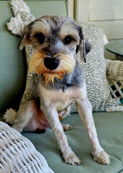 Photo of Pauli, adoptable Schnauzer in Franklin, Tennessee
