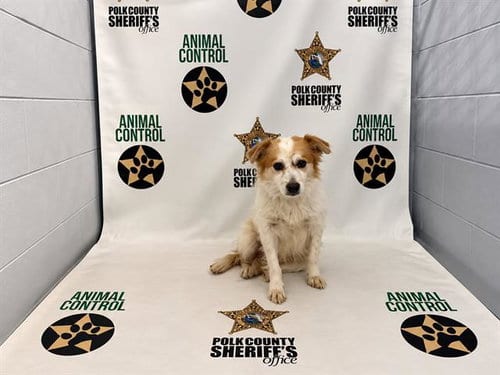 Photo of Gabriel, adoptable Chihuahua in Winter Haven, Florida