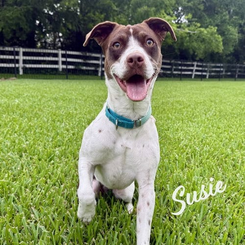 Photo of Susie #lovebug-extraordinaire, adoptable Spaniel in HOUSTON, Texas