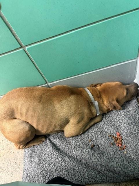 Photo of Tonya, adoptable Staffordshire Bull Terrier in Houston, Texas