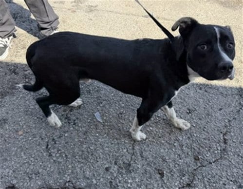 Photo of Spencer, adoptable Pit Bull Terrier in San Bernardino, California