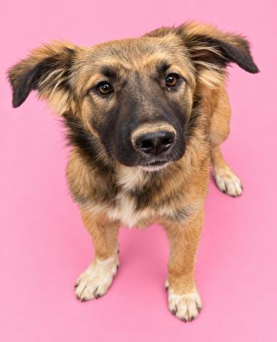 Photo of Cherise, adoptable German Shepherd Dog in HESPERIA, California