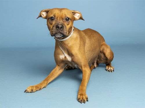Photo of Amy, adoptable American Pit Bull Terrier in Phoenix, Arizona