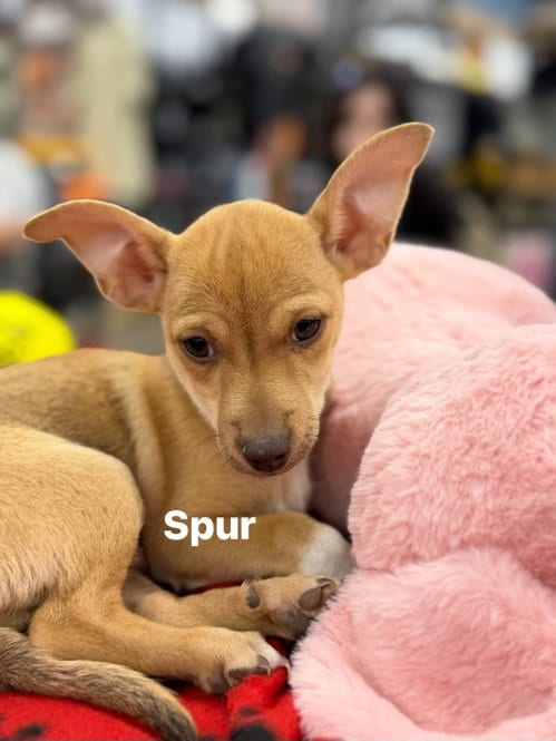 Photo of Spur, adoptable Chihuahua in Turlock, California
