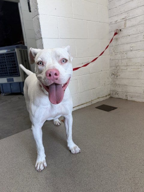 Photo of Guero, adoptable Pit Bull Terrier in San Bernardino, California