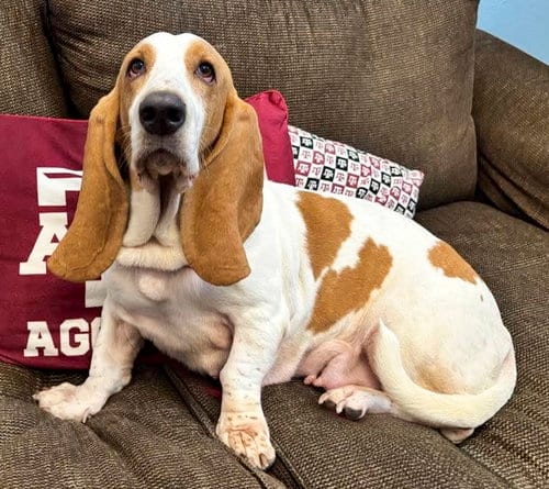 Photo of Jazzy, adoptable Basset Hound in Milmay, New Jersey