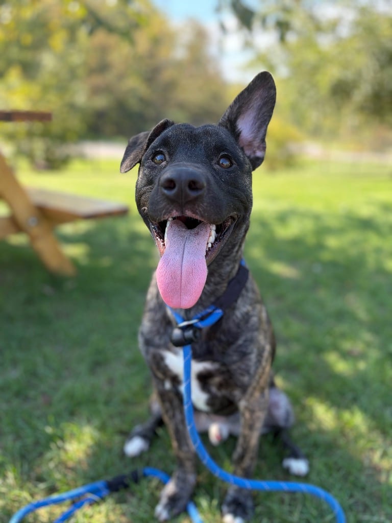 Photo of Poe, adoptable Terrier in Wintersville, Ohio