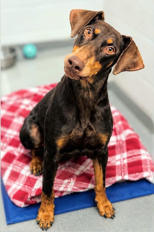 Photo of Mylah, adoptable Doberman Pinscher in Omaha, Nebraska