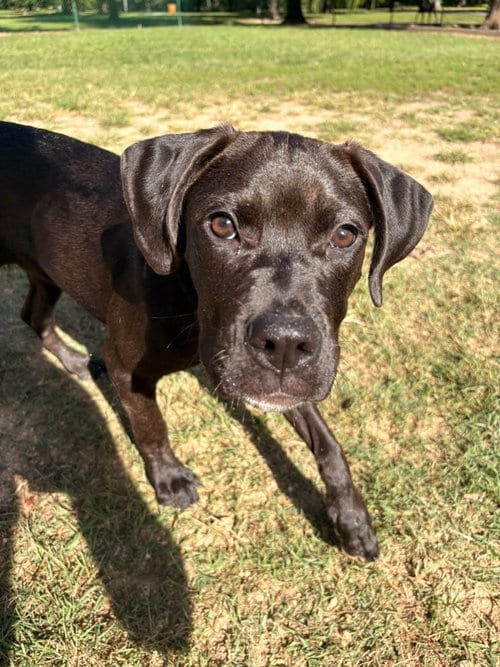 Photo of Nora, adoptable Labrador Retriever in Holly Springs, North Carolina