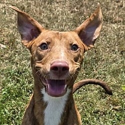 Photo of Haven, adoptable Terrier (Unknown Type, Medium) Pointer in Anniston, Alabama