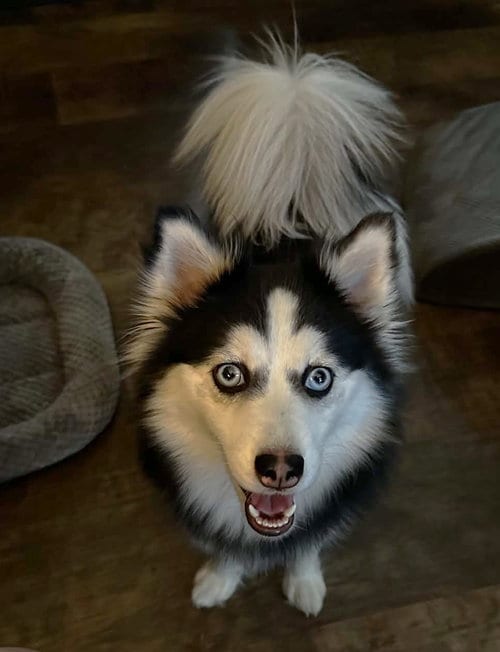 Photo of Snowy TX, adoptable Pomeranian in Boonton, New Jersey