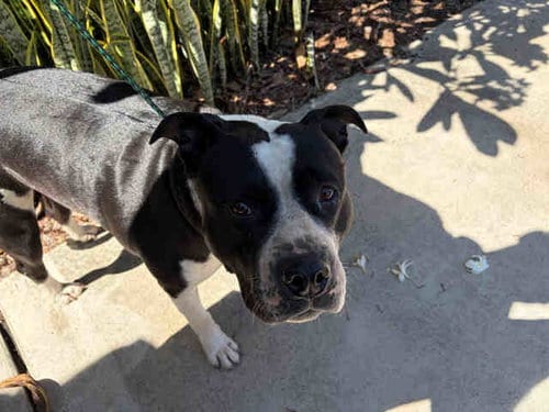 Photo of Zonna, adoptable Pit Bull Terrier in Bonita, California