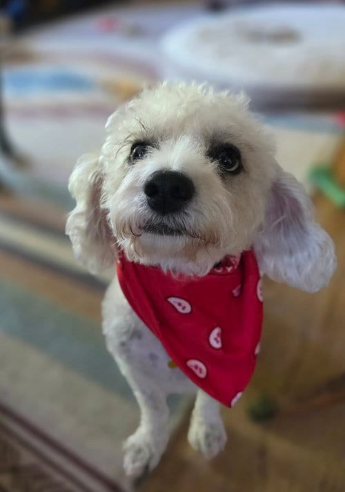 Photo of Arturo Sol, adoptable Poodle (unknown type) in Sandy, Utah