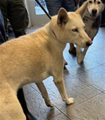 Photo of Aurora, adoptable Siberian Husky in Los Angeles, California