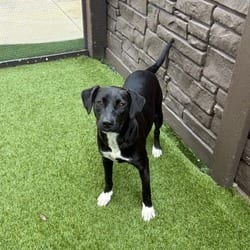 Photo of Red Robin 9186, adoptable Mixed Breed (Medium) in Loxahatchee, Florida