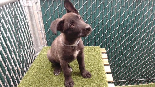 Photo of Storm, adoptable Belgian Shepherd Malinois in Downey, California
